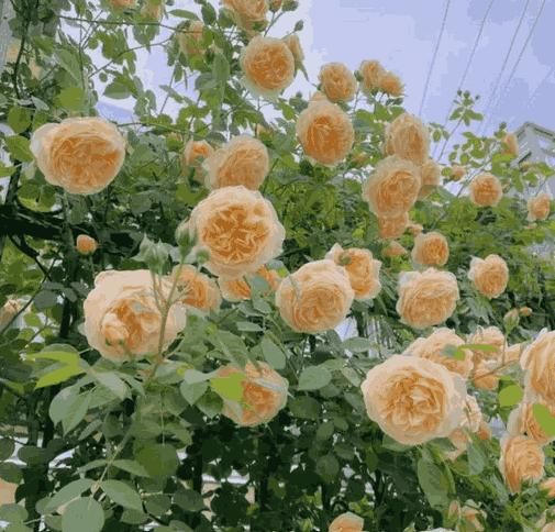 Beautiful Climbing Rose Seeds for Vertical Gardens