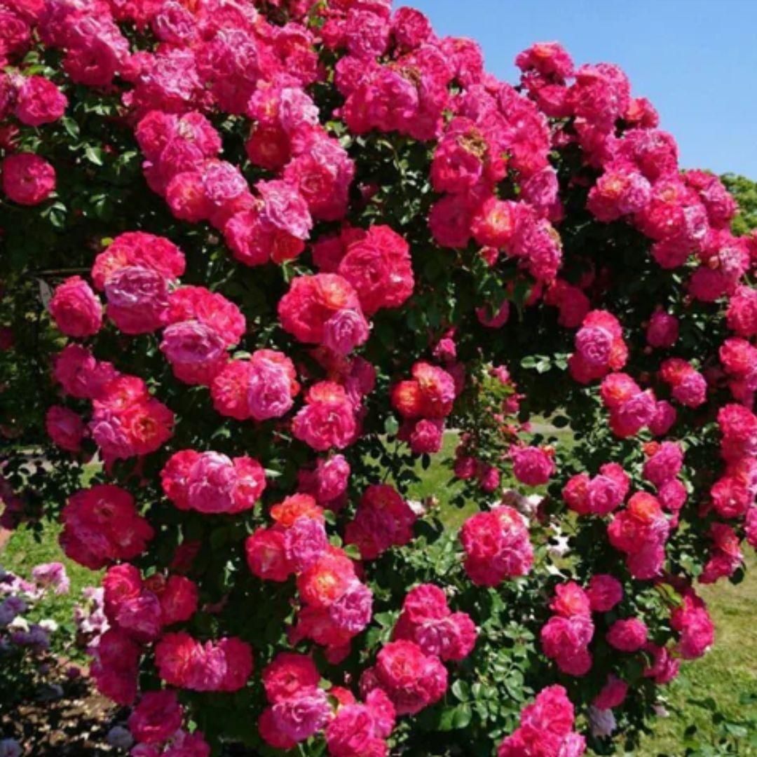 Beautiful Climbing Rose Seeds for Vertical Gardens